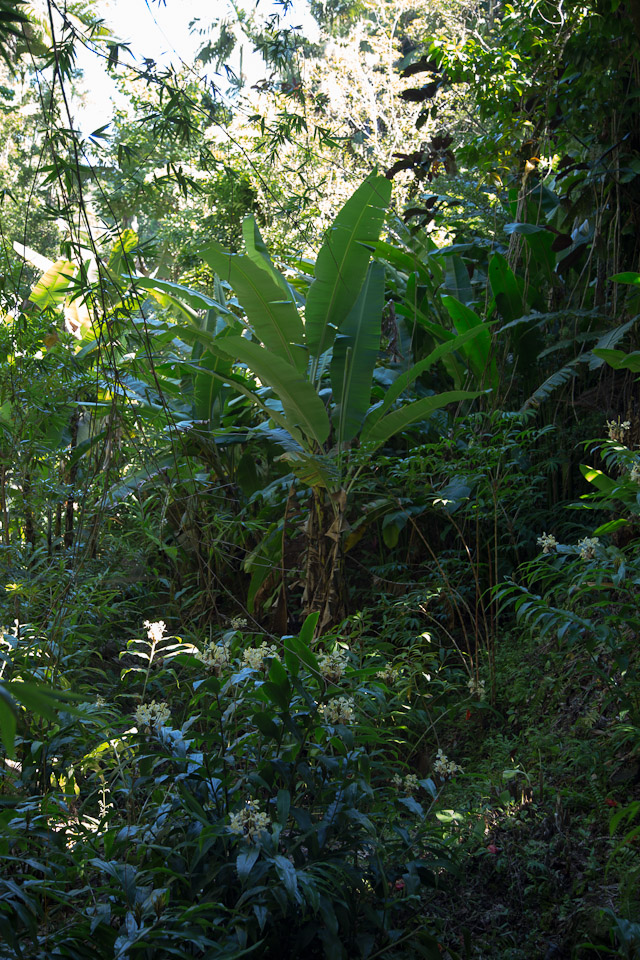 3L9A9905.jpg Tropical Botanical Garden - Copyright : See Otherwise 2012 - 2025