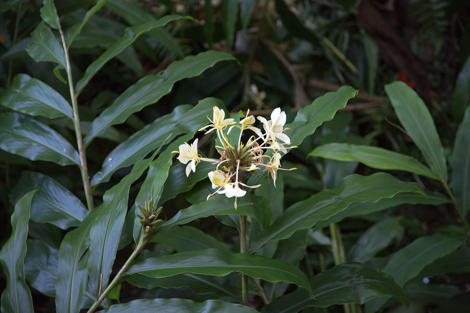 3L9A9906.jpg Tropical Botanical Garden - Copyright : See Otherwise 2012 - 2025