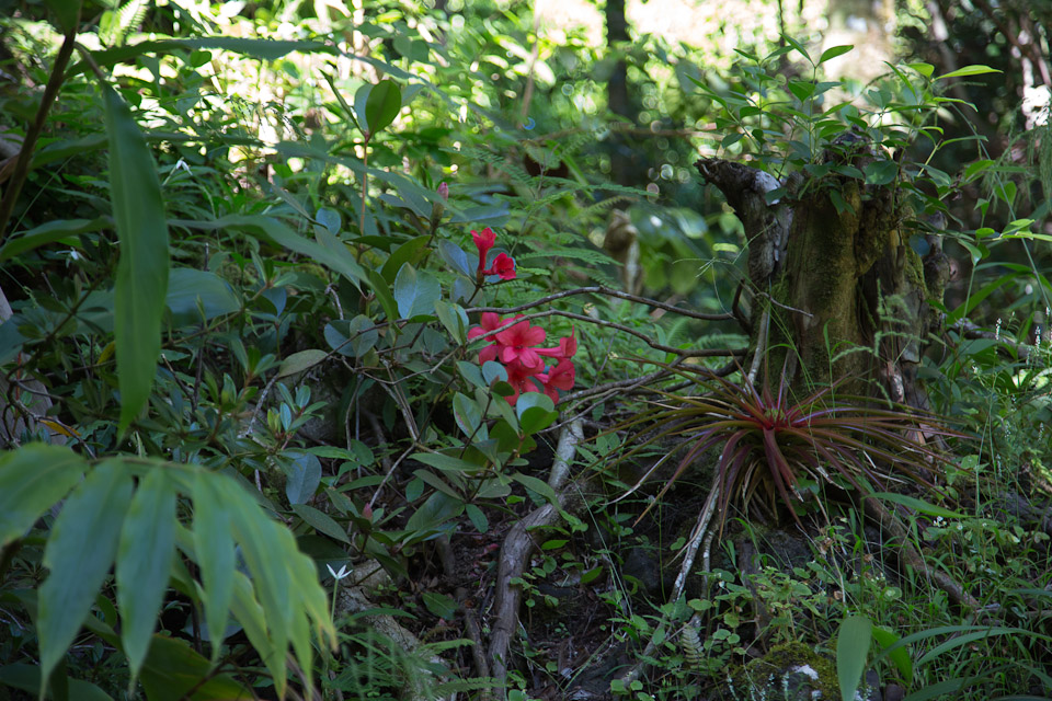 3L9A9911.jpg Tropical Botanical Garden - Copyright : See Otherwise 2012 - 2025