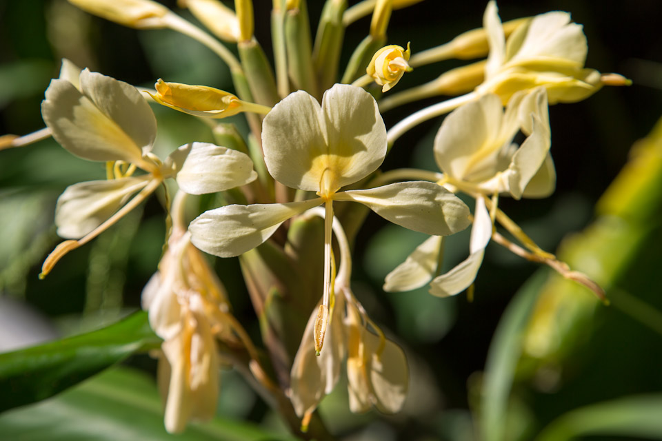 3L9A9913.jpg Tropical Botanical Garden - Copyright : See Otherwise 2012 - 2025
