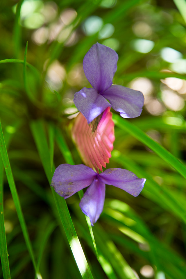 3L9A9917.jpg Tropical Botanical Garden - Copyright : See Otherwise 2012 - 2025