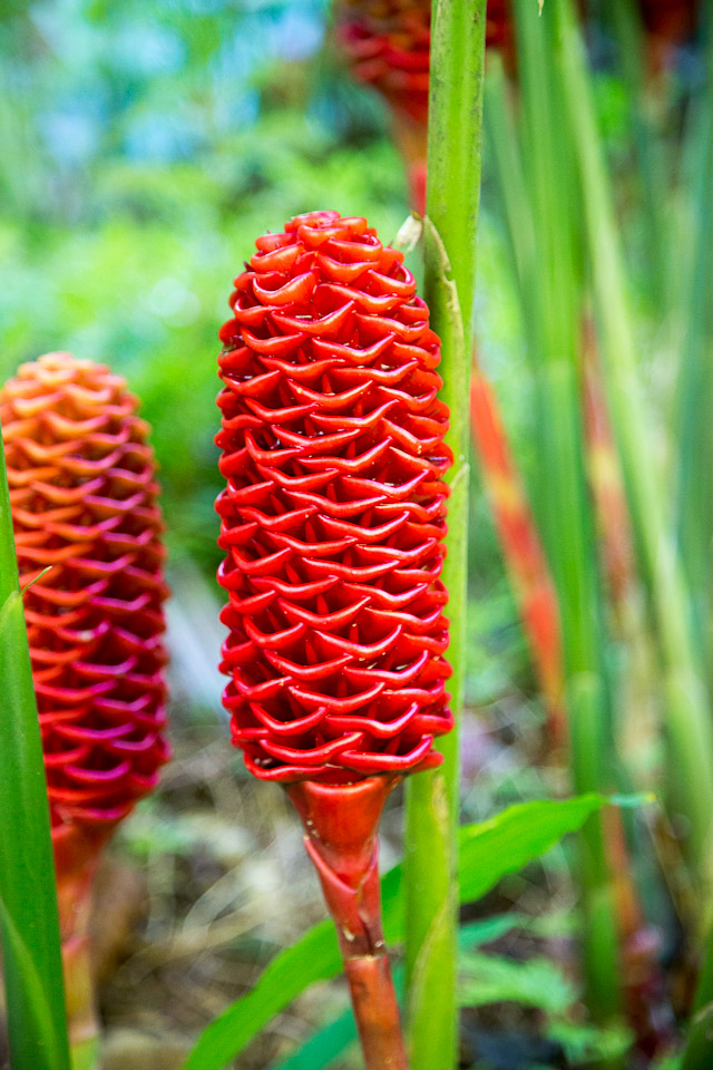 3L9A9918.jpg Tropical Botanical Garden - Copyright : See Otherwise 2012 - 2025
