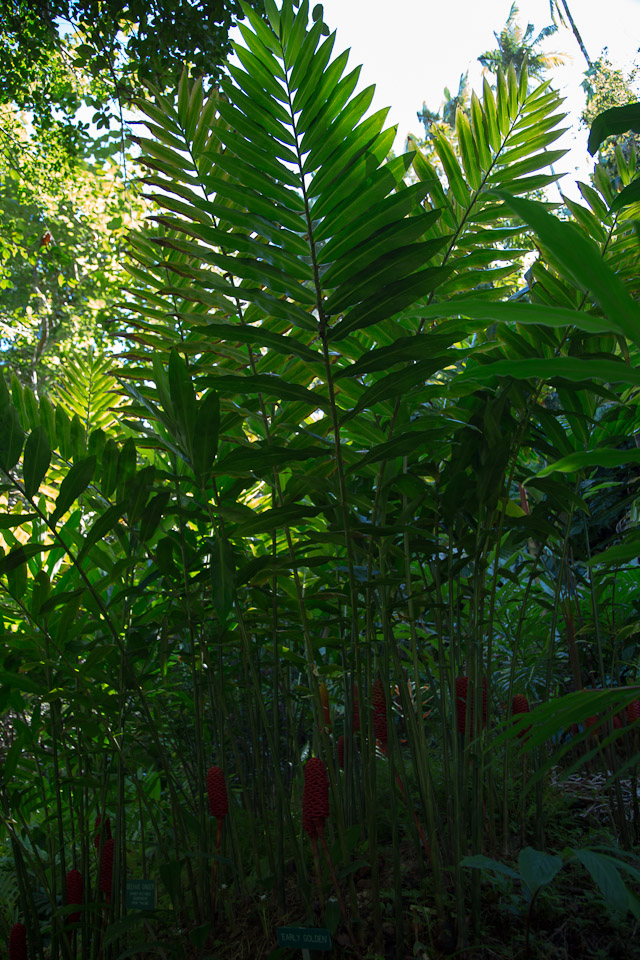 3L9A9922.jpg Tropical Botanical Garden - Copyright : See Otherwise 2012 - 2025