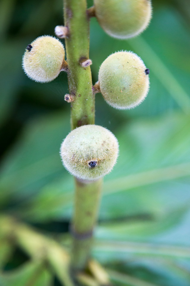 3L9A9926.jpg Tropical Botanical Garden - Copyright : See Otherwise 2012 - 2025