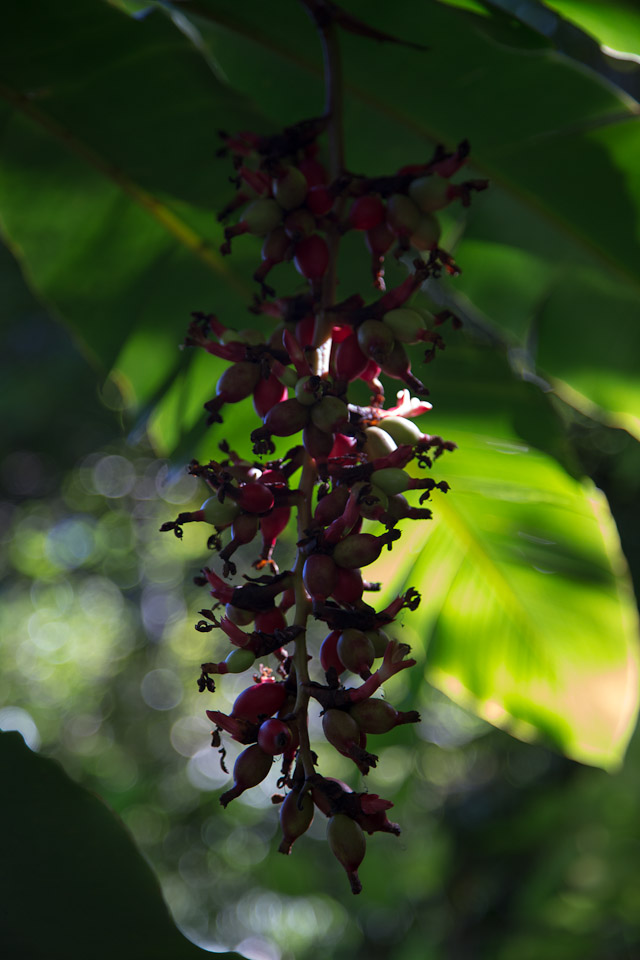 3L9A9928.jpg Tropical Botanical Garden - Copyright : See Otherwise 2012 - 2025