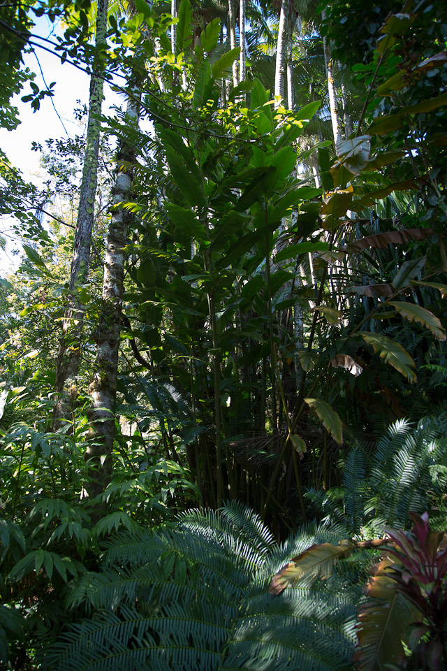 3L9A9932.jpg Tropical Botanical Garden - Copyright : See Otherwise 2012 - 2024