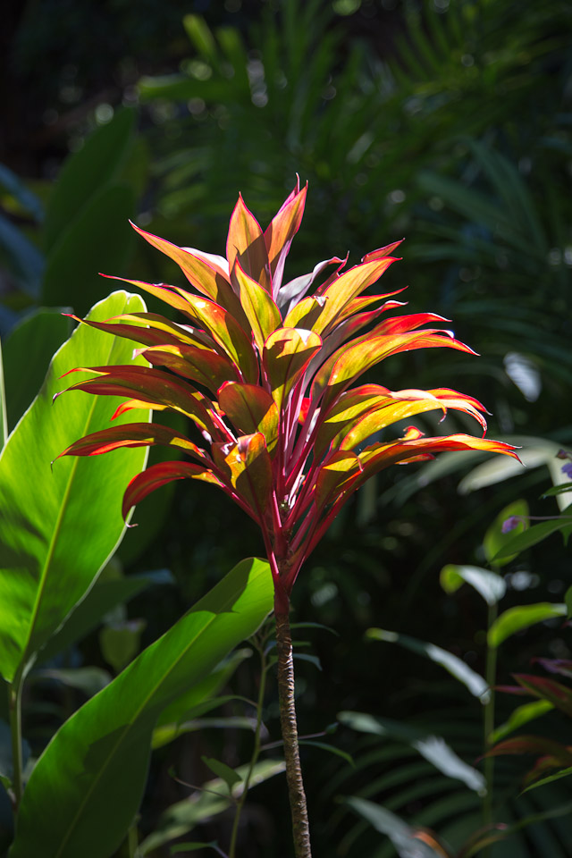 3L9A9934.jpg Tropical Botanical Garden - Copyright : See Otherwise 2012 - 2025