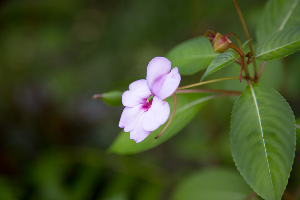 3L9A9938.jpg Tropical Botanical Garden - Copyright : See Otherwise 2012 - 2025