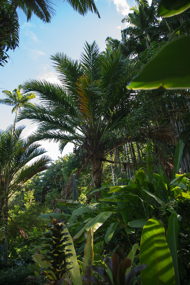 3L9A9940.jpg Tropical Botanical Garden - Copyright : See Otherwise 2012 - 2025