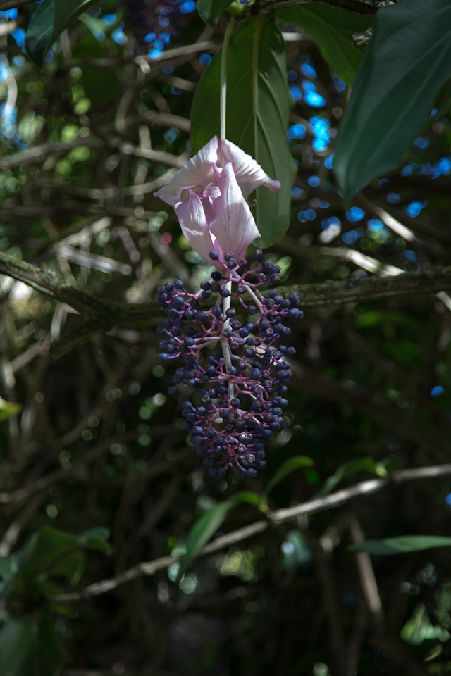 3L9A9944.jpg Tropical Botanical Garden - Copyright : See Otherwise 2012 - 2024