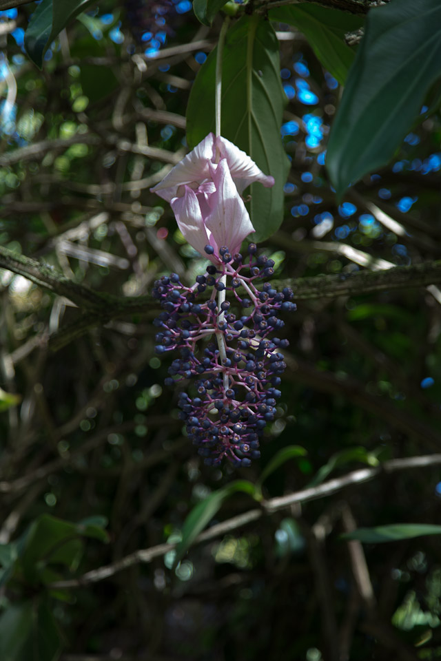 3L9A9944.jpg Tropical Botanical Garden - Copyright : See Otherwise 2012 - 2025