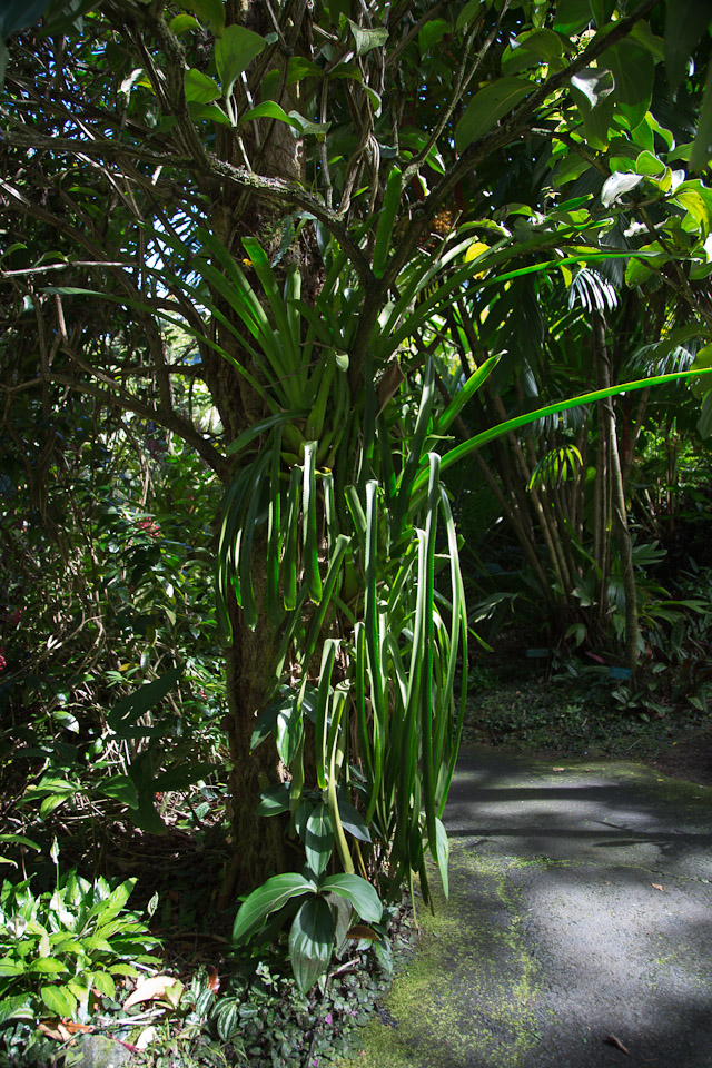 3L9A9945.jpg Tropical Botanical Garden - Copyright : See Otherwise 2012 - 2025