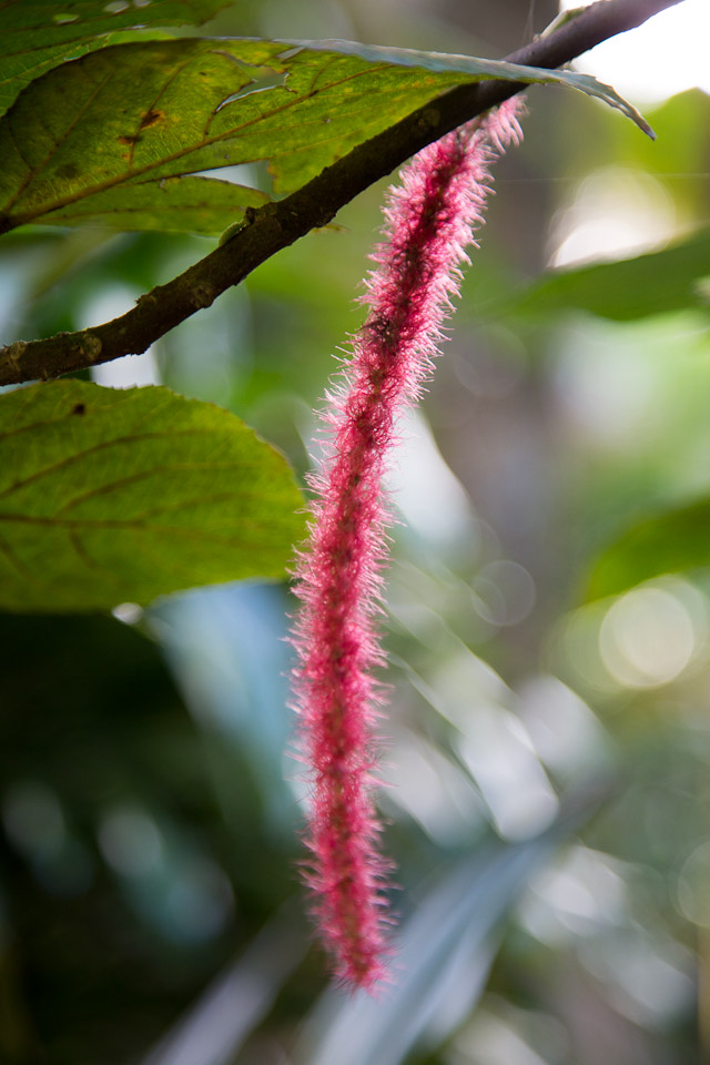 3L9A9948.jpg Tropical Botanical Garden - Copyright : See Otherwise 2012 - 2025