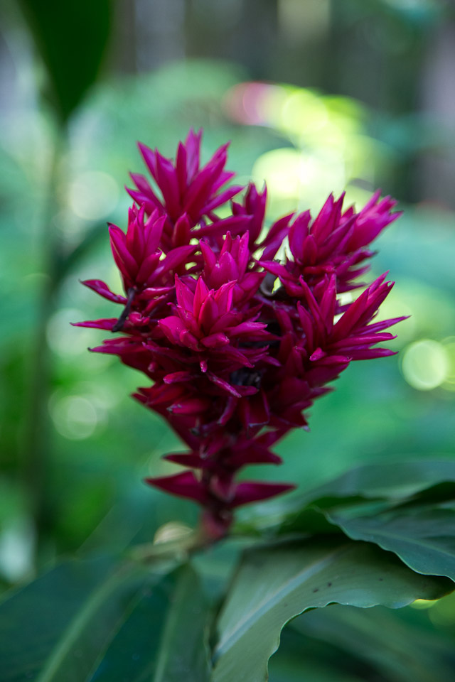 3L9A9951.jpg Tropical Botanical Garden - Copyright : See Otherwise 2012 - 2025