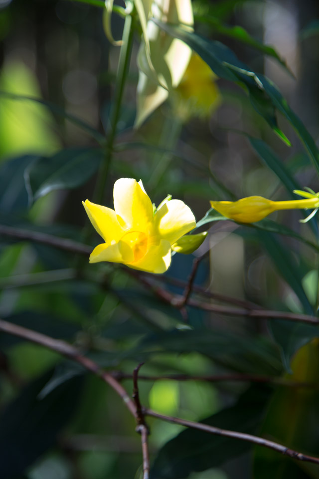3L9A9954.jpg Tropical Botanical Garden - Copyright : See Otherwise 2012 - 2025