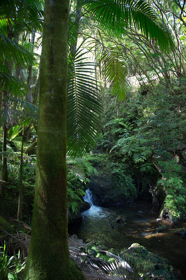 3L9A9957.jpg Tropical Botanical Garden - Copyright : See Otherwise 2012 - 2025