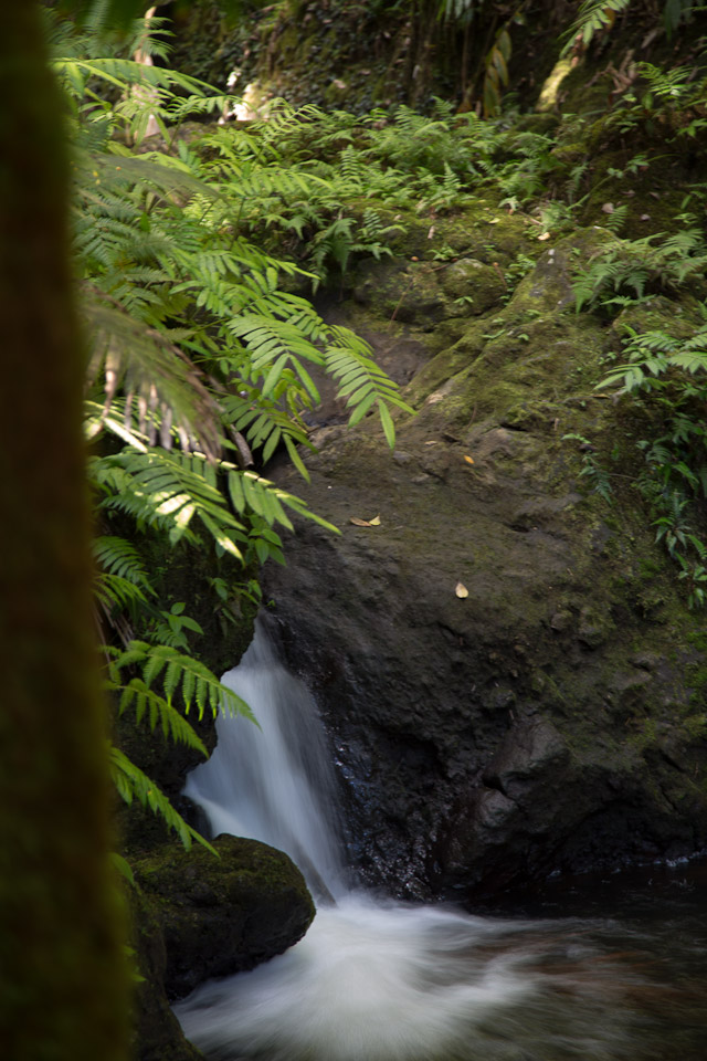 3L9A9961.jpg Tropical Botanical Garden - Copyright : See Otherwise 2012 - 2025