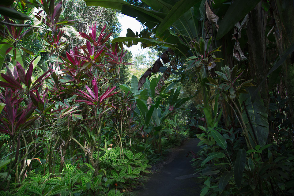 3L9A9963.jpg Tropical Botanical Garden - Copyright : See Otherwise 2012 - 2024