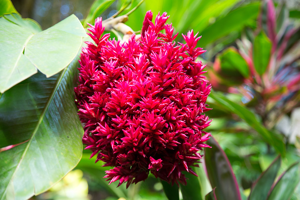 3L9A9967.jpg Tropical Botanical Garden - Copyright : See Otherwise 2012 - 2025