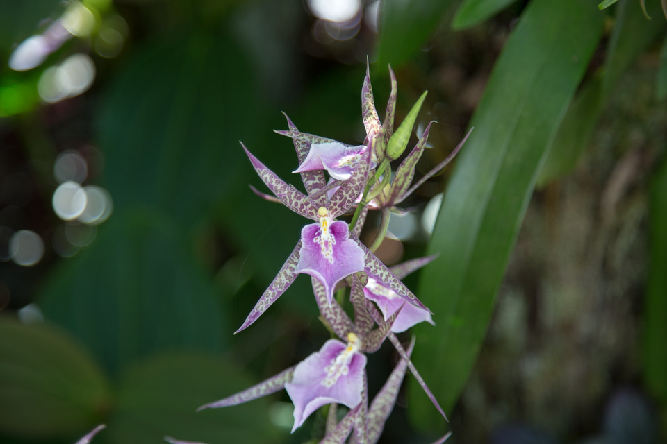 3L9A9973.jpg Tropical Botanical Garden - Copyright : See Otherwise 2012 - 2025