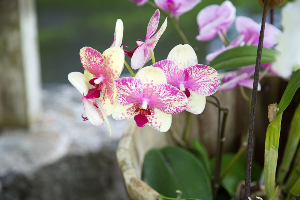3L9A9975.jpg Tropical Botanical Garden - Copyright : See Otherwise 2012 - 2025