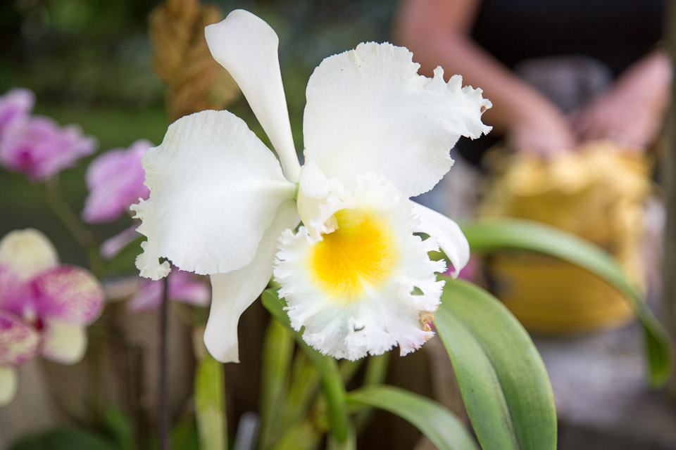3L9A9976.jpg Tropical Botanical Garden - Copyright : See Otherwise 2012 - 2025