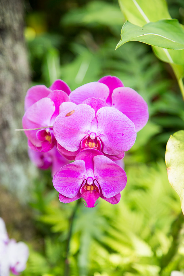 3L9A9977.jpg Tropical Botanical Garden - Copyright : See Otherwise 2012 - 2025