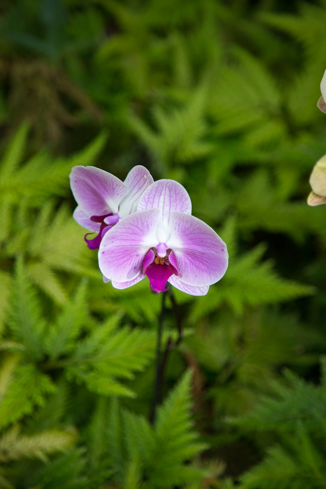 3L9A9979.jpg Tropical Botanical Garden - Copyright : See Otherwise 2012 - 2025