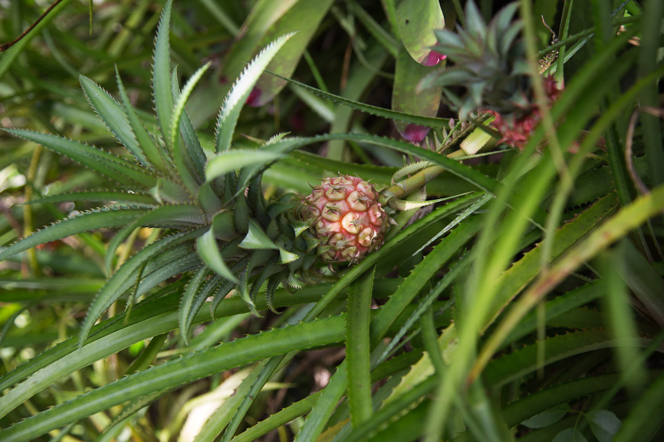 3L9A9983.jpg Tropical Botanical Garden - Copyright : See Otherwise 2012 - 2025