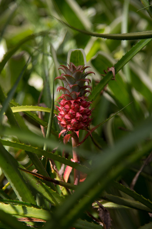 3L9A9984.jpg Tropical Botanical Garden - Copyright : See Otherwise 2012 - 2025