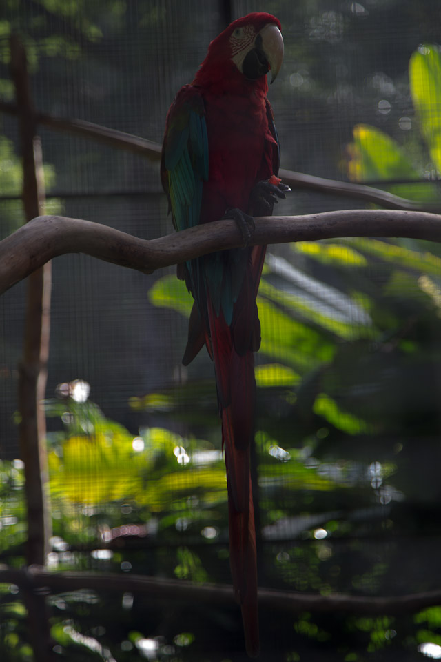 3L9A9996.jpg Tropical Botanical Garden - Copyright : See Otherwise 2012 - 2025
