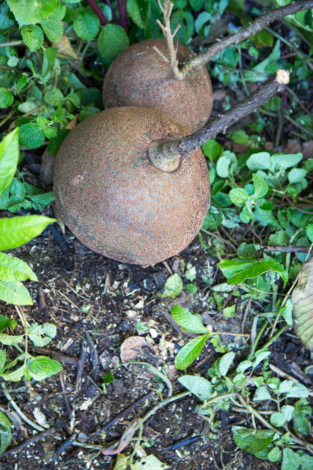 3L9A9998.jpg Tropical Botanical Garden - Copyright : See Otherwise 2012 - 2025