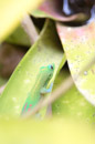 Tropical Botanical Garden - Copyright : See Otherwise 2012 - 2023