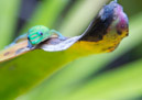 Tropical Botanical Garden - Copyright : See Otherwise 2012 - 2023