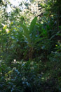 Tropical Botanical Garden - Copyright : See Otherwise 2012 - 2023