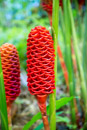 Tropical Botanical Garden - Copyright : See Otherwise 2012 - 2023
