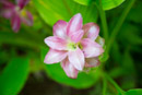 Tropical Botanical Garden - Copyright : See Otherwise 2012 - 2023
