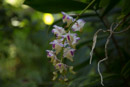 Tropical Botanical Garden - Copyright : See Otherwise 2012 - 2023