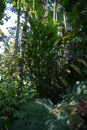 Tropical Botanical Garden - Copyright : See Otherwise 2012 - 2025