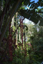 Tropical Botanical Garden - Copyright : See Otherwise 2012 - 2023