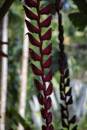 Tropical Botanical Garden - Copyright : See Otherwise 2012 - 2023