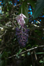 3L9A9944.jpg [Hawaii]Tropical Botanical Garden - Copyright : See Otherwise 2012 - 2022