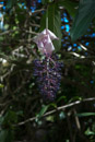 3L9A9944.jpg Tropical Botanical Garden - Copyright : See Otherwise 2012 - 2025
