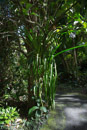 Tropical Botanical Garden - Copyright : See Otherwise 2012 - 2023