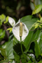 Tropical Botanical Garden - Copyright : See Otherwise 2012 - 2023