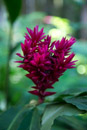 Tropical Botanical Garden - Copyright : See Otherwise 2012 - 2023