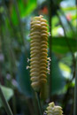 Tropical Botanical Garden - Copyright : See Otherwise 2012 - 2023