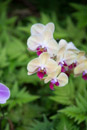 Tropical Botanical Garden - Copyright : See Otherwise 2012 - 2023