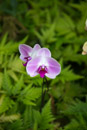 Tropical Botanical Garden - Copyright : See Otherwise 2012 - 2026