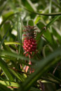 3L9A9984.jpg Tropical Botanical Garden - Copyright : See Otherwise 2012 - 2025